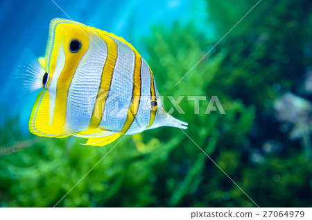 Copperband butterflyfish (Chelmon rostratus) 27064979