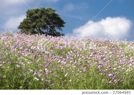 桃紅色和白色波斯菊花在藍天下 桃紅色和白色波斯菊花在藍天下 27064985