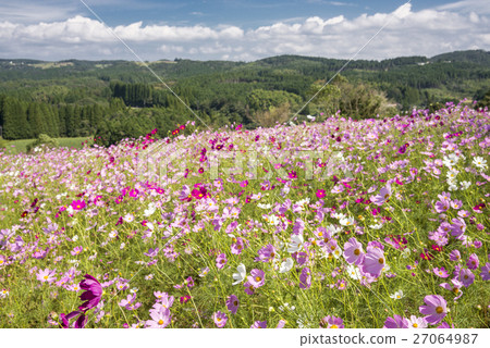 桃紅色和白色波斯菊花在藍天下 27064987