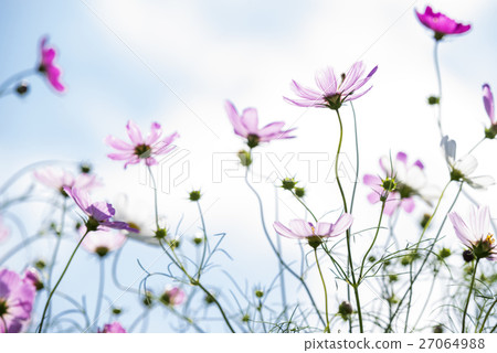 桃紅色波斯菊花和天空 桃紅色波斯菊花和天空 27064988