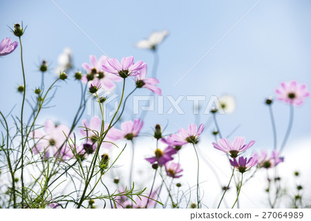 桃紅色波斯菊花和天空 桃紅色波斯菊花和天空 27064989