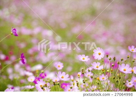Pink cosmos flowers back blur Pink cosmos flowers back blur 27064998
