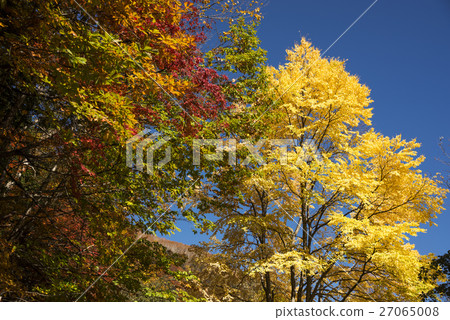 The yellow leaves of wig of central mountain 27065008
