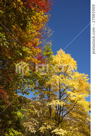 The yellow leaves of wig of central mountain The yellow leaves of wig of central mountain 27065009