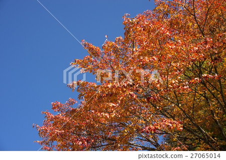 Autumn leaves of blue sky and blue sky Autumn leaves of blue sky and blue sky 27065014