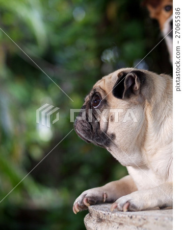 lovely friendly white fat cute pug dog outdoor 27065586