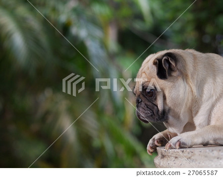 lovely friendly white fat cute pug dog outdoor 27065587