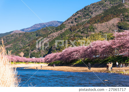 河津櫻花盛開 河津櫻花盛開 27065717