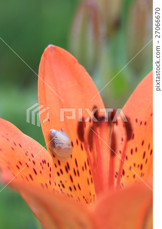 Snail in Ezo Sukashiri Snail in Ezo Sukashiri 27066670