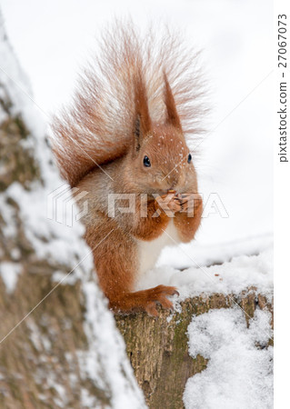 Cute fluffy squirrel eating nuts on a white snow Cute fluffy squirrel eating nuts on a white snow 27067073