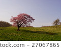 One cherry tree of a ranch 27067865