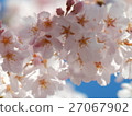 Cherry blossoms 27067902