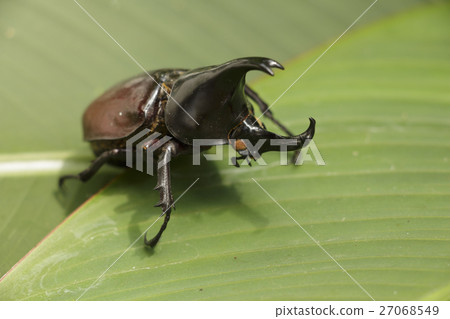 Rhinoceros beetle Rhinoceros beetle 27068549