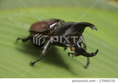 Rhinoceros beetle Rhinoceros beetle 27068550