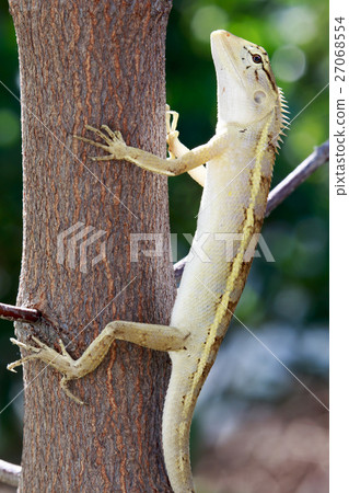 lizard is watching lizard is watching 27068554