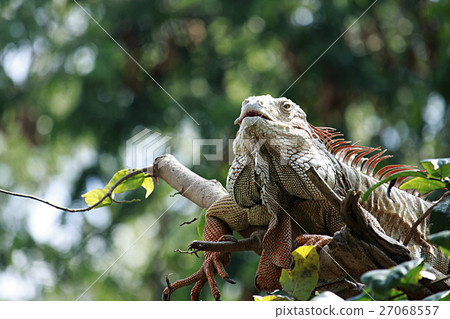 Big iguana resting Big iguana resting 27068557