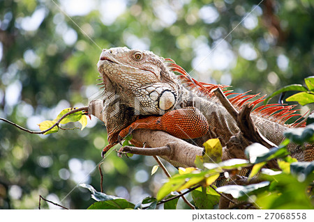 Big iguana resting Big iguana resting 27068558