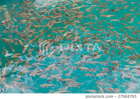 Many fish in the water Many fish in the water 27068765