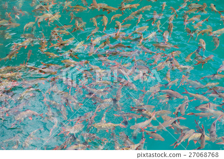 Many fish in the water Many fish in the water 27068768