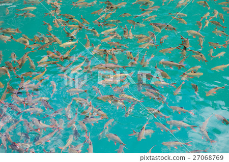 Many fish in the water Many fish in the water 27068769