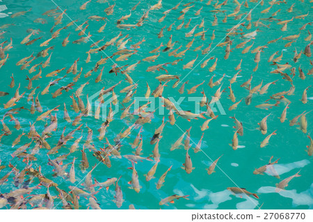Many fish in the water 27068770