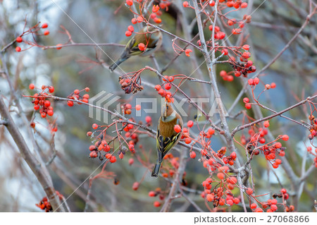 Chaffinches eats the berries Chaffinches eats the berries 27068866