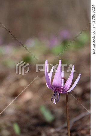 Akagi Nature Park's fancy 27069224