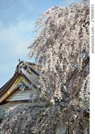 Hokuto Municipal Law Shooting the scenery of the roof of the Kameji Temple and a weeded cherry tree Hokuto Municipal Law Shooting the scenery of the roof of the Kameji Temple and a weeded cherry tree 27069653