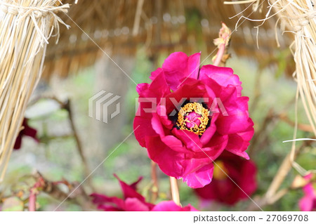 Cold peony flowers Cold peony flowers 27069708