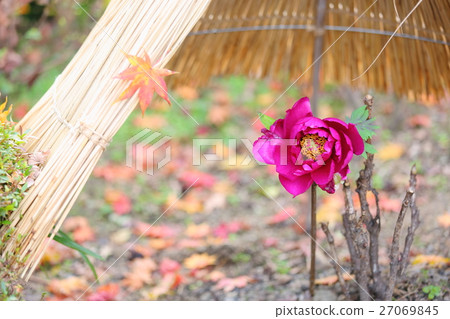 Cold peony flowers Cold peony flowers 27069845