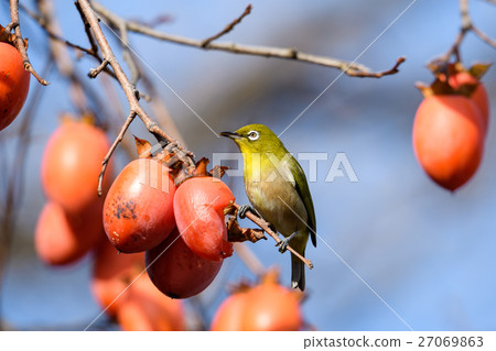 美第奇來吃柿子3 27069863