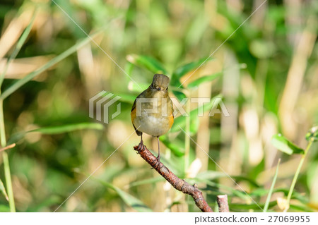 Ruribitaki 22 Young bird male 27069955