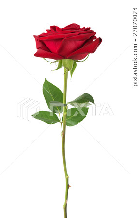 Red rose on a white background 27070023