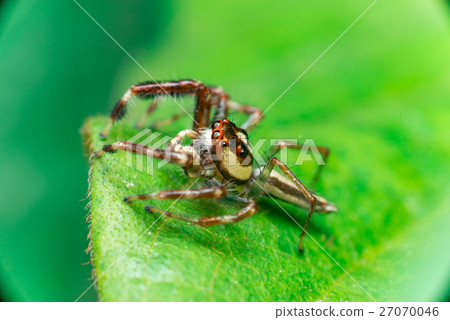 Male Two-striped Jumping Spider Male Two-striped Jumping Spider 27070046