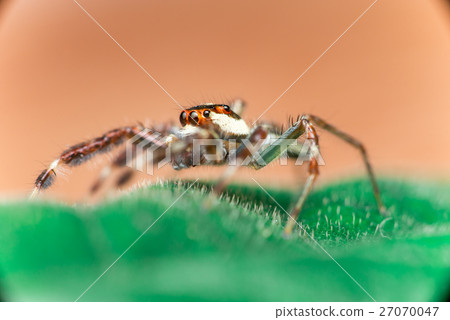 Male Two-striped Jumping Spider 27070047