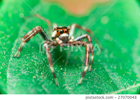 Male Two-striped Jumping Spider Male Two-striped Jumping Spider 27070048