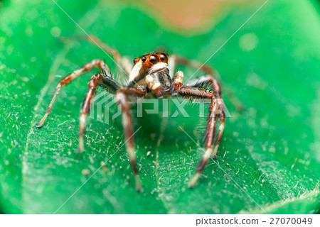 Male Two-striped Jumping Spider Male Two-striped Jumping Spider 27070049