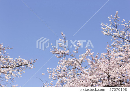 櫻桃樹 櫻桃樹 27070198