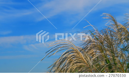 Aozora和鈴木 27070330