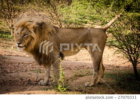 Male African Lion 27070331
