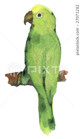 watercolor sketch of lovebird parrot a white watercolor sketch of lovebird parrot a white 27071282