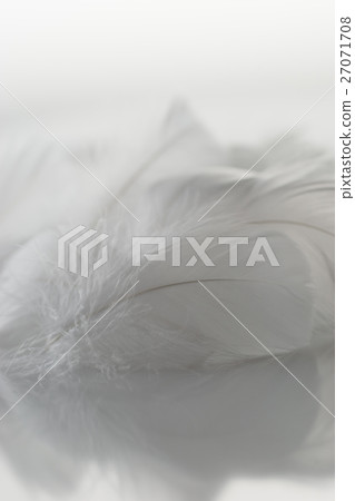 羽毛 27071708