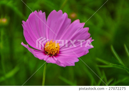 Cosmos in Thailnd 27072275