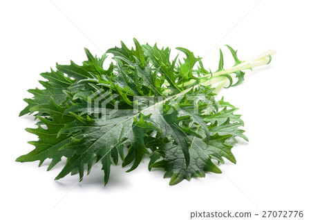Mizuna leafy salad (Japanese mustard), paths 27072776
