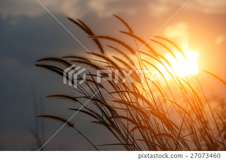 Pennisetum flower in sunlight Pennisetum flower in sunlight 27073460