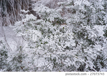Close up of green bush in snow Close up of green bush in snow 27073743