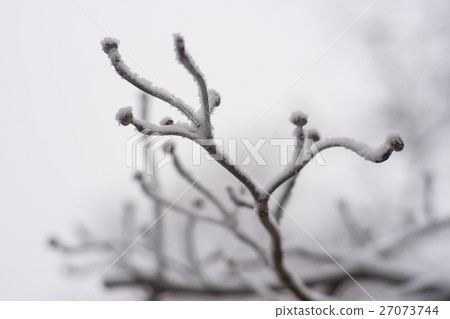 Close up of tree branch with buds in winter 27073744