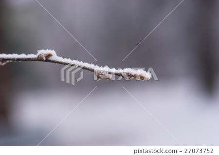 Close up of tree branch with buds in winter 27073752