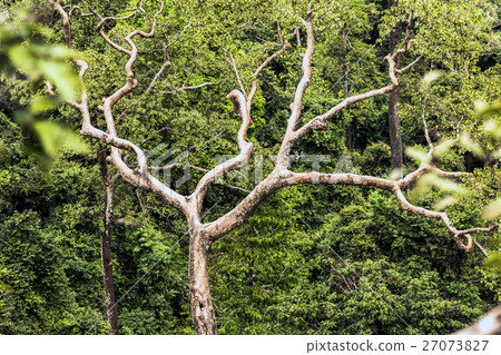Hornbill nets in hollow tree 27073827