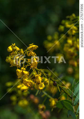 yellow flowers in upstream 27073906